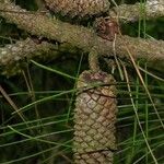 Pinus caribaea Fruto