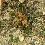 Trifolium suffocatum Libunga