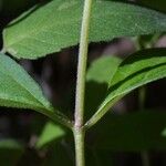 Asclepias quadrifolia Casca
