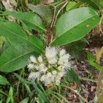 Syzygium guineense Blüte