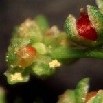 Lipandra polysperma Fruit