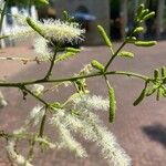 Mimosa caesalpiniifolia Blomst