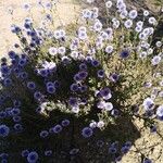 Globularia arabica 花