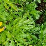 Euryops chrysanthemoides Folio