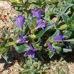 Echium rosulatum Blüte