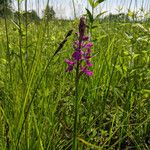 Anacamptis palustris Flor