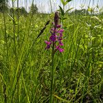 Anacamptis palustris Flower