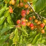 Prunus americana Gyümölcs
