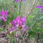 Rhododendron canadense Flor