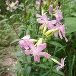 Saponaria officinalis Květ