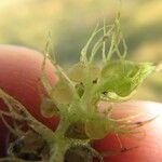 Utricularia raynalii Fruit