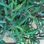 Cistus calycinus Feuille