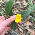 Hibbertia dentata Λουλούδι