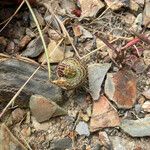 Scorpiurus vermiculatus Fruit