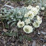 Smelowskia calycina Flower