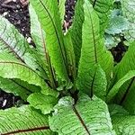 Rumex sanguineus Habit