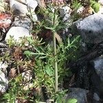 Valeriana calcitrapae Habit