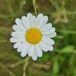 Leucanthemum ircutianum Квітка