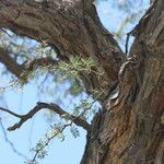 Vachellia erioloba Corteza