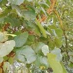 Erythrina abyssinica Leaf