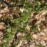 Ribes leptanthum Leaf