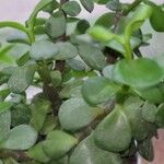 Portulacaria afraFolio