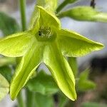 Nicotiana alata Blomst