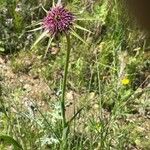Tragopogon angustifolius 花