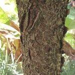 Araucaria columnaris Kaarna