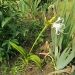 Hymenocallis liriosme Хабит