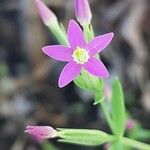 Centaurium pulchellum Цветок