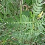 Tribulus cistoides Blatt