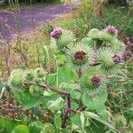 Arctium lappa花