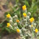 Pilosella cymosa Flower