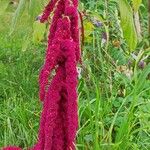 Amaranthus caudatus Цвят