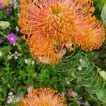 Leucospermum cordifolium Blatt