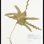 Selaginella parkeri Hoja