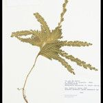 Selaginella parkeri Лист