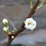 Prunus domestica Flower