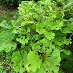 Ligularia dentata Tervik taim