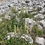Digitalis micrantha Fula