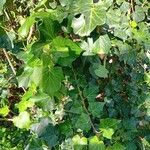 Hedera canariensis Leaf