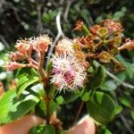 Syzygium ngoyense Blüte