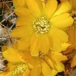 Rebutia neocumingii 花