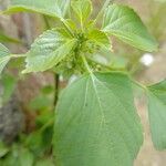 Acalypha indica برگ