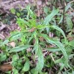 Amaranthus muricatus Yaprak