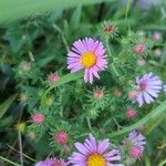 Symphyotrichum novae-angliaeFlower