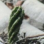 Stenocereus stellatus Kéreg/szár