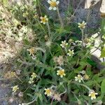 Tridax procumbens आदत