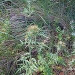 Galactites duriaei Libunga